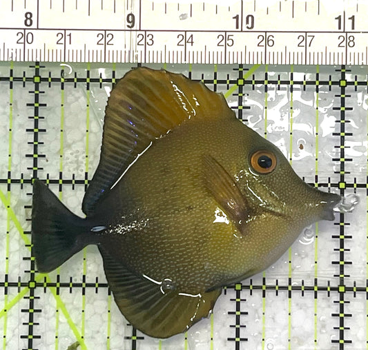 Scopas Tang ST033102 WYSIWYG Size: M 3" approx