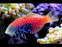 Blue Star Divided Leopard Wrasse - Violet Sea Fish and Coral