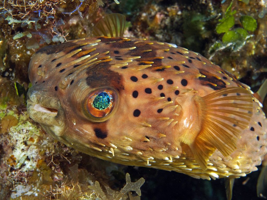 Long Spine Porcupine Pufferfish Size: XL 4" to 5"