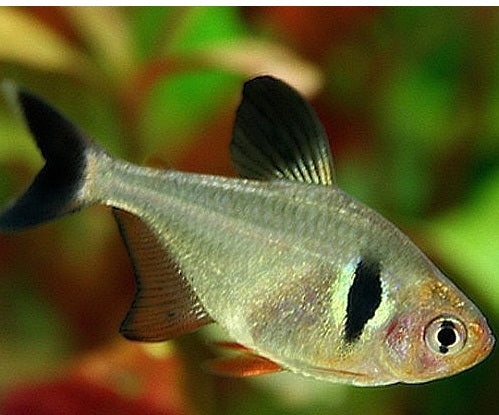 Black Phantom Tetra