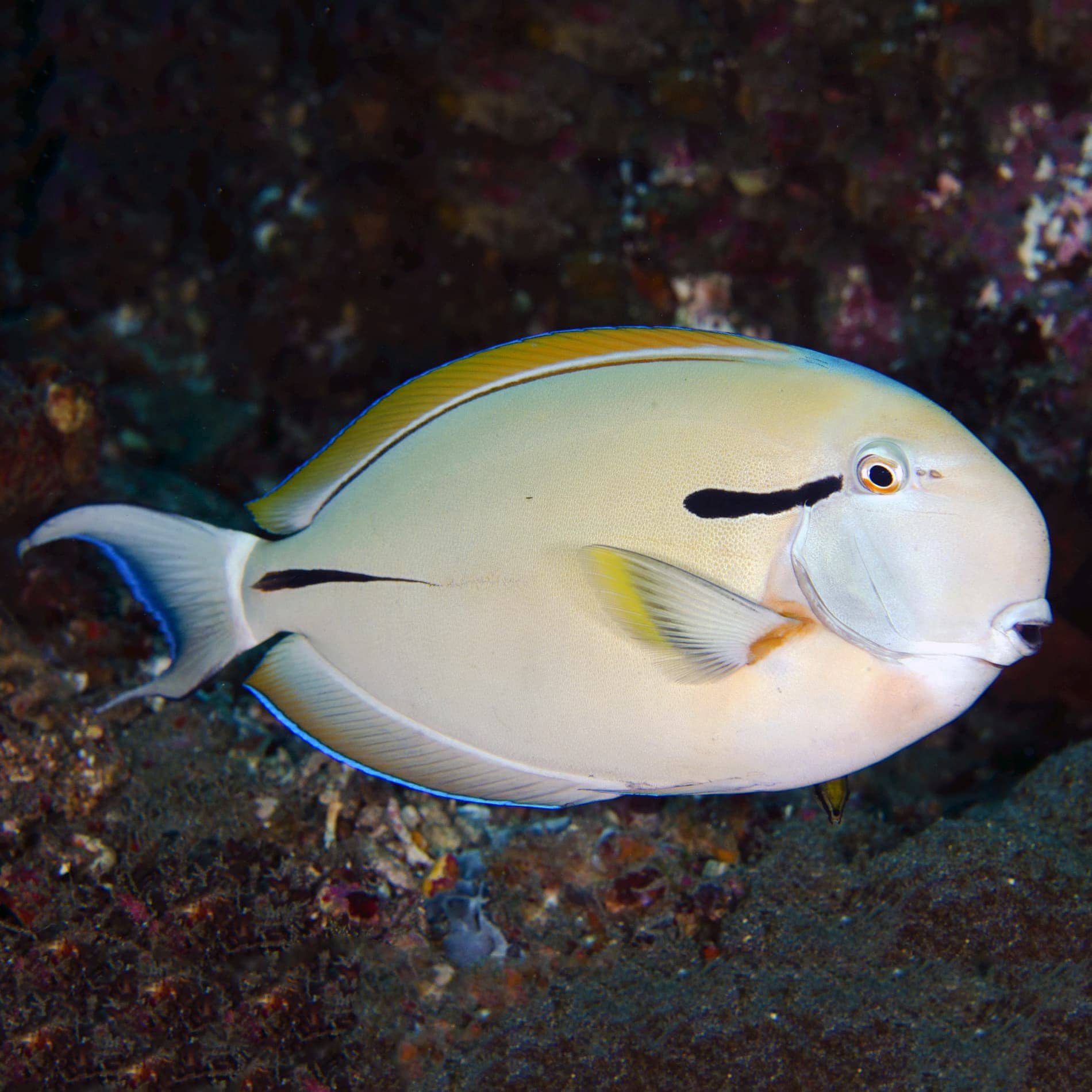 Black Shoulder Tang - Violet Sea Fish and Coral