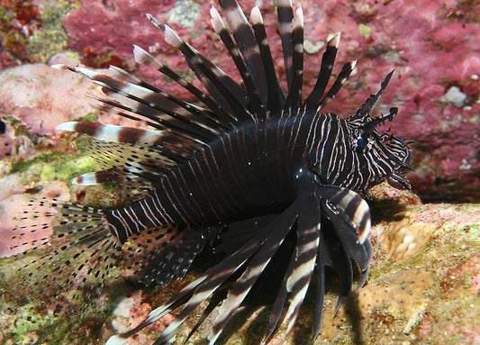 Black Volitan Lionfish Size: ML 3.5" to 4.5"