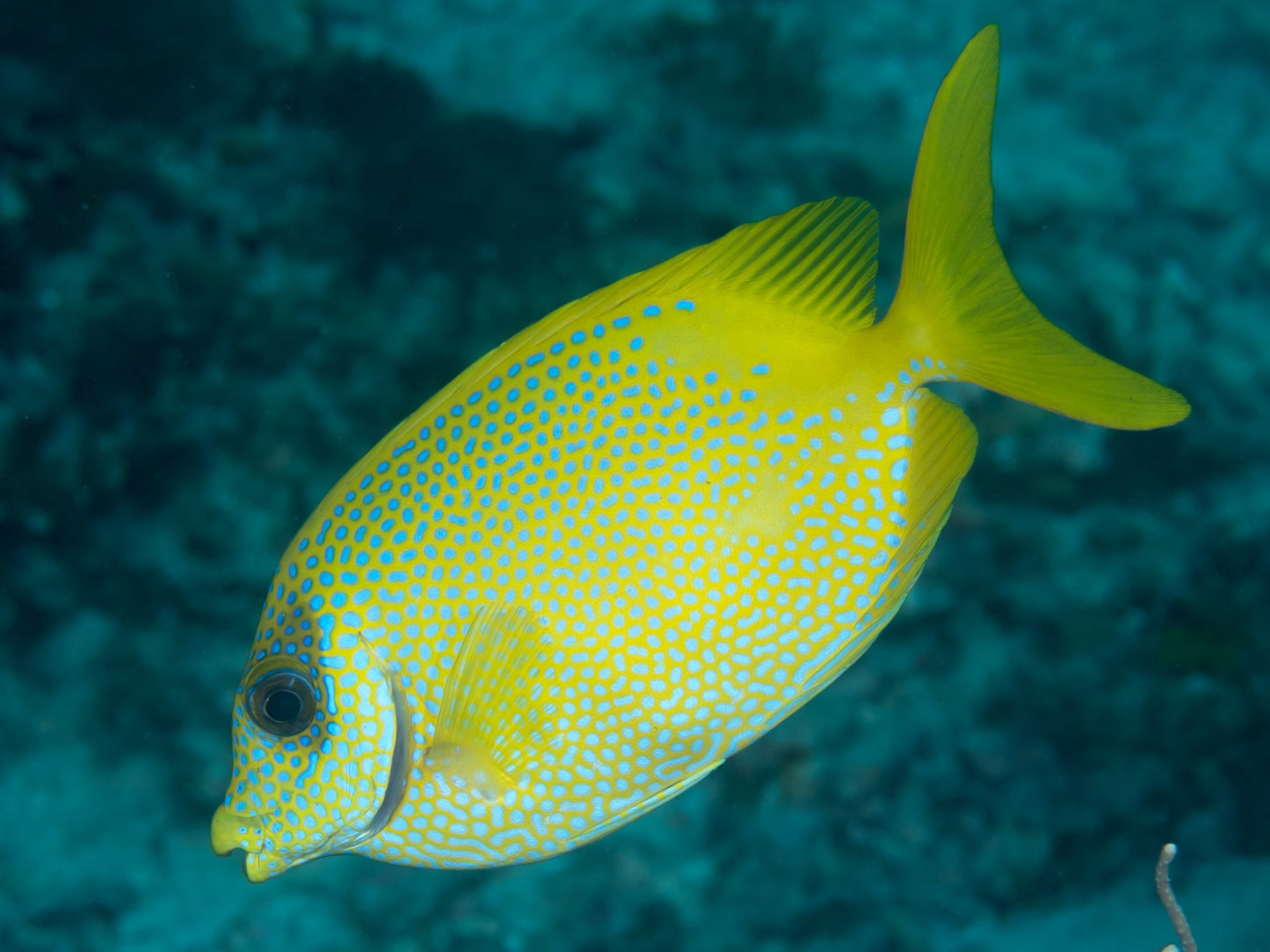 Blackeye Golden Spotted Rabbitfish Size: XL 5" to 6"