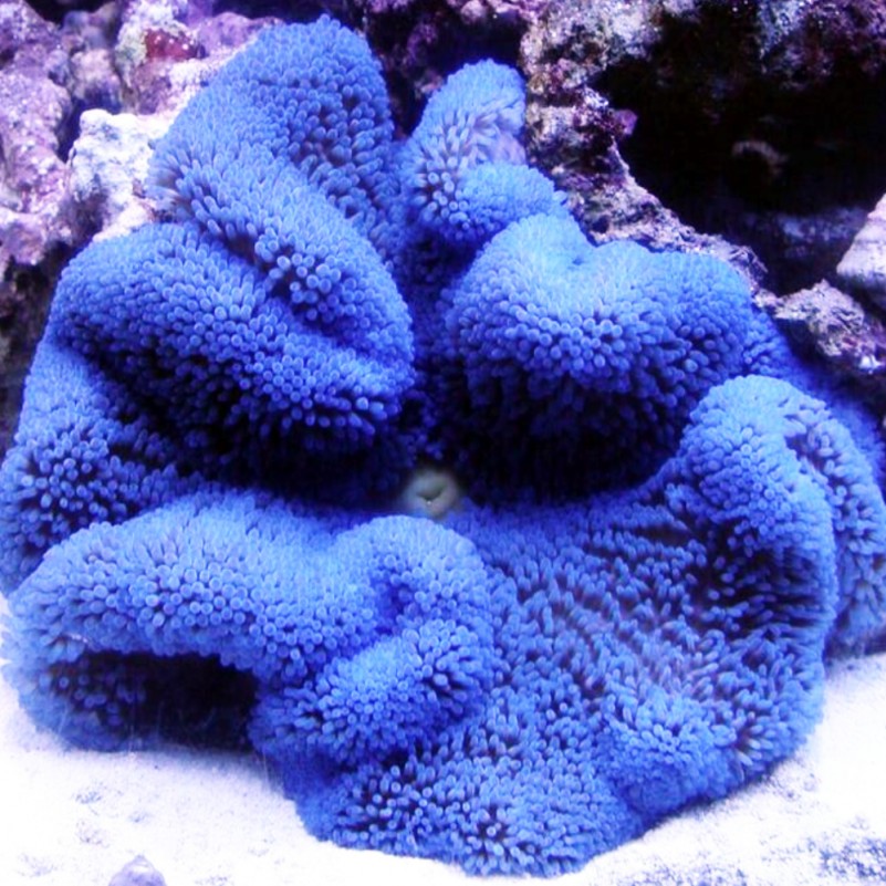 Blue Carpet Anemone Size L 4" to 5"