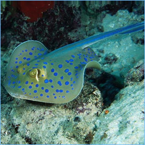 Blue Spotted Ribbon Tail Sting Ray (Circular Body Shape) Size: S 10" to 14" approx Head to Tail Tip