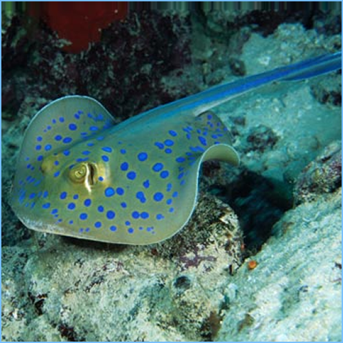 Blue Spotted Ribbon Tail Sting Ray (Circular Body Shape) Size: S 12" approx Head to Tail Tip