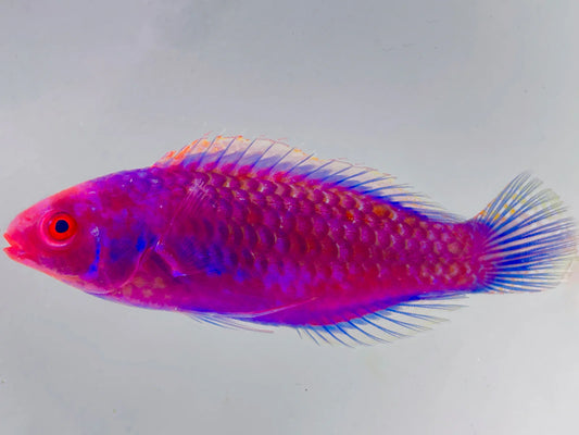 Blueside Fairy Wrasse Size  (Indonesia Purple Head Special Grade): M 2" to 3"