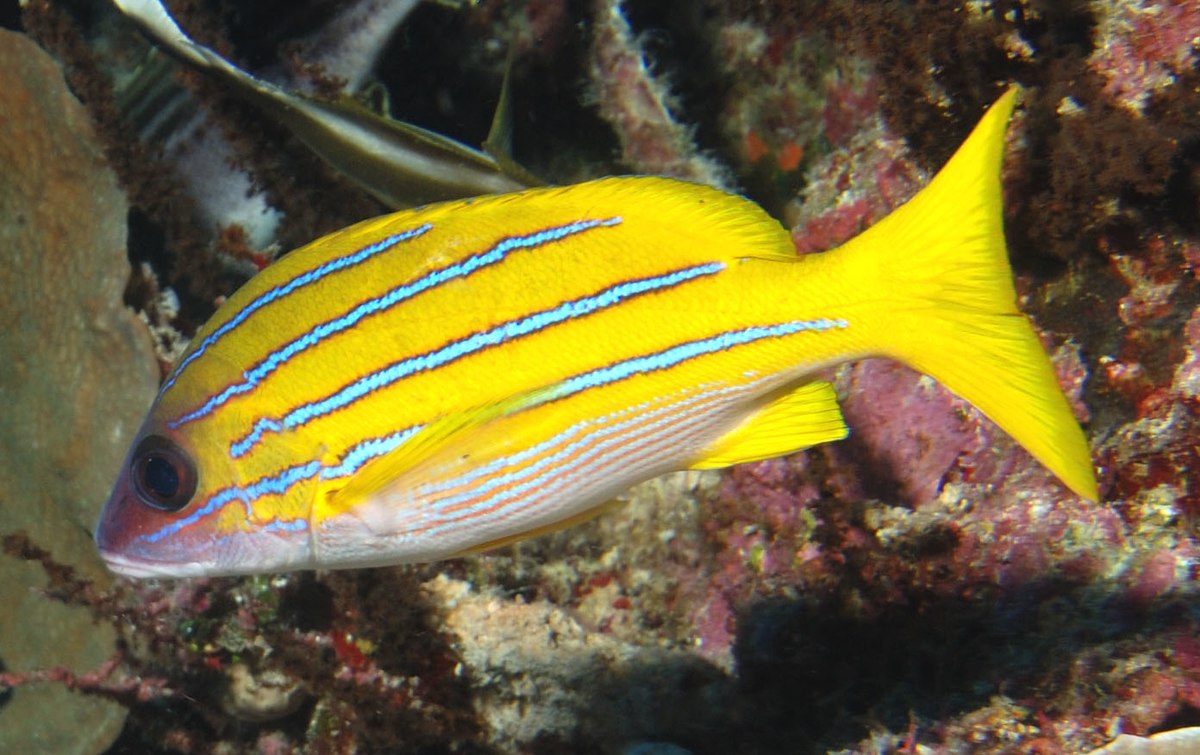 Blueline Snapper Size: SHOW 7