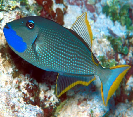 Male Blue Throat Triggerfish (Reefsafe) Size: M 2" to 3" - Violet Aquarium 