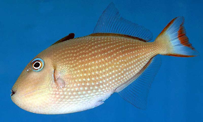 Female Blue Throat Triggerfish (Reefsafe) Size: S "1  to 2" - Violet Aquarium 