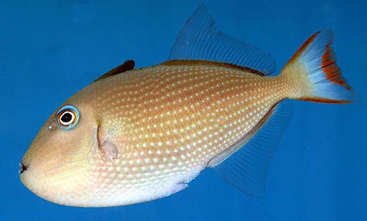 Female Blue Throat Triggerfish (Reefsafe) Size: S "1  to 2" - Violet Aquarium 