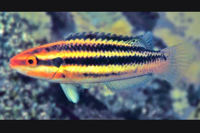 Rare Izu Hogfish Size L : 4" to 5"