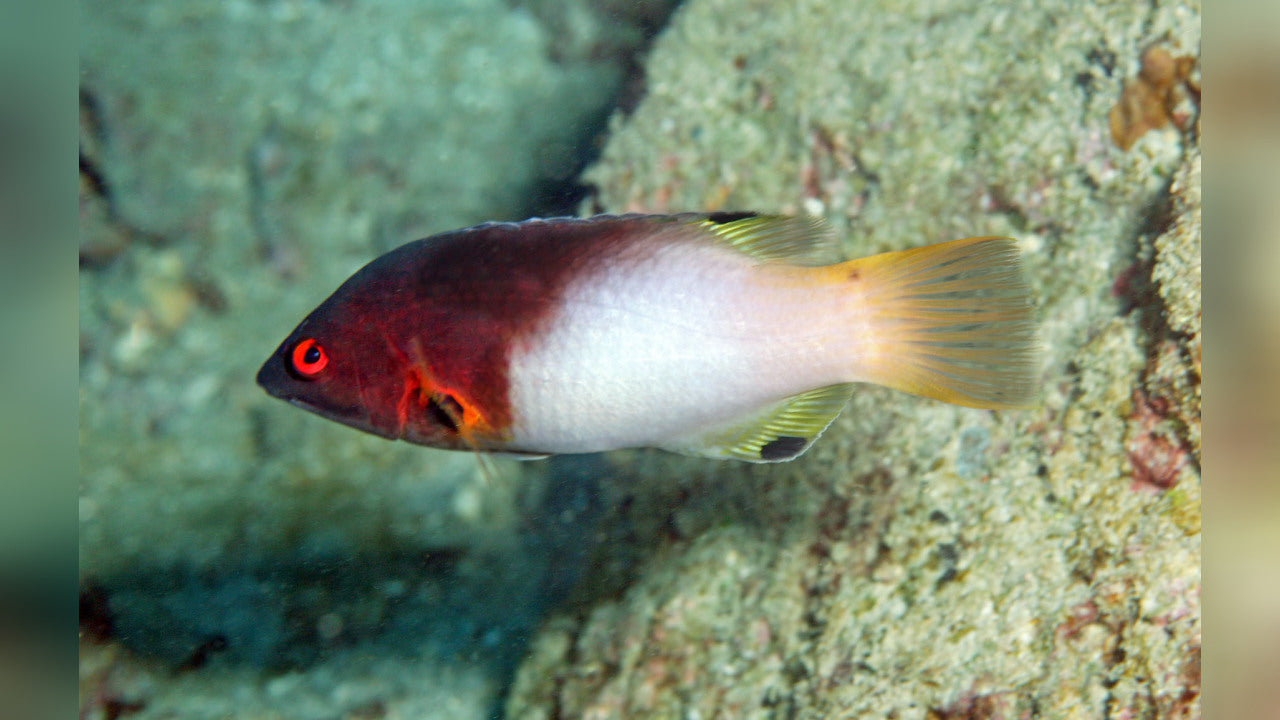 Coral Hogfish Juv Size: S 1" to 2"