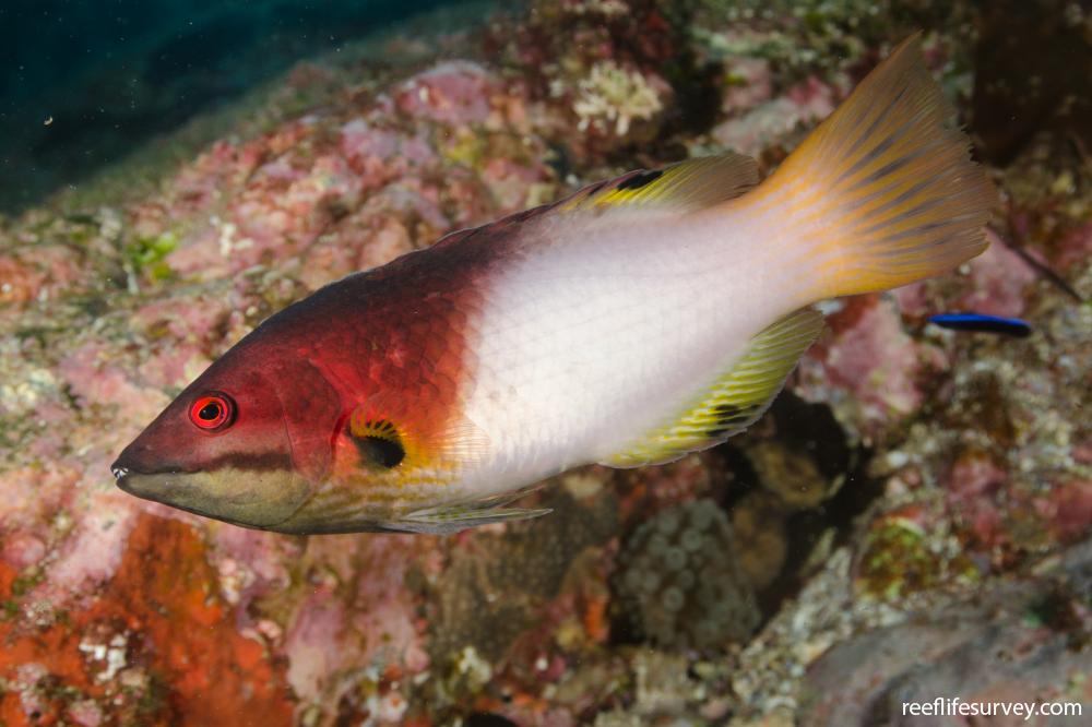 Coral Hogfish Juv Size: S 1" to 2"
