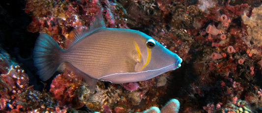 Lei Triggerfish - Violet Sea Fish and Coral