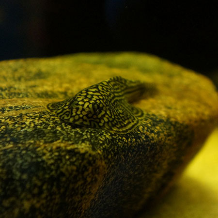 UFO Loach