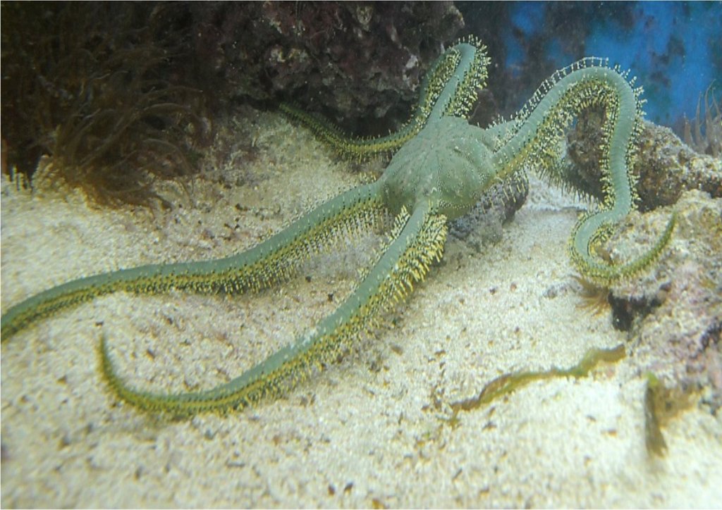 Olive Green Brittle Starfish Size: M 4" to 5"