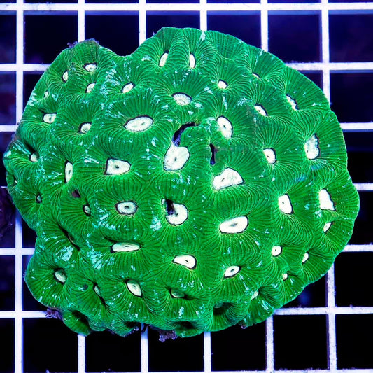 Aussie Neon Goniastrea Mother Colony ANGMC031301 WYSIWYG