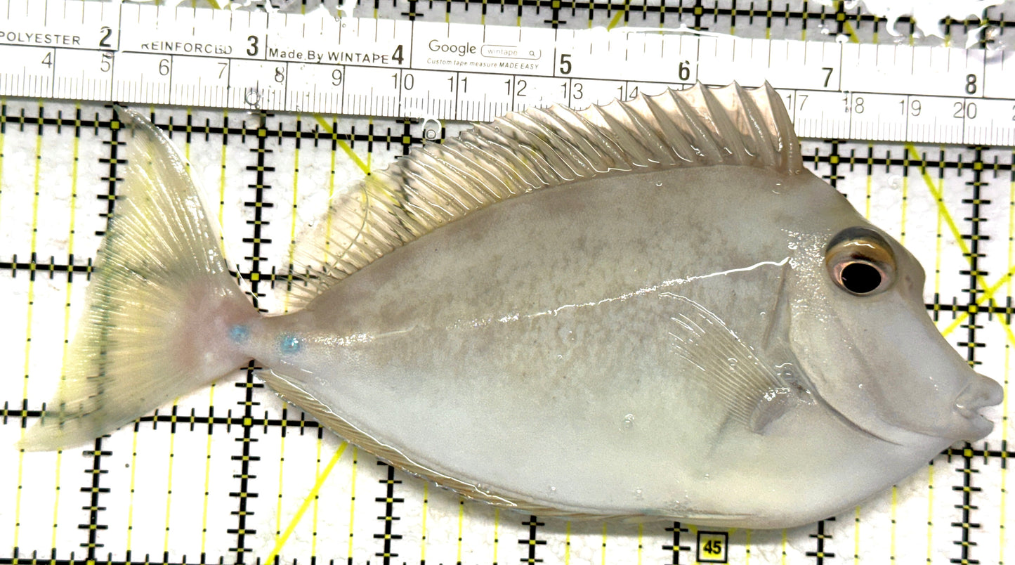 Unicorn Tang UT102802 WYSIWYG Size: XL 6.75" approx