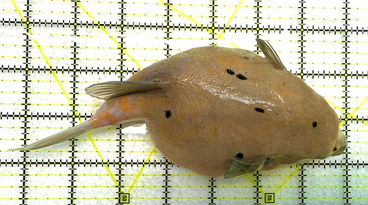 Dogface Puffer Fish DP040201 WYSIWYG Size: XL 6.5" approx