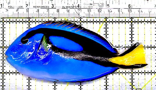 Blue Hippo Tang BHT091101 WYSIWYG Size: XL 5.5" approx