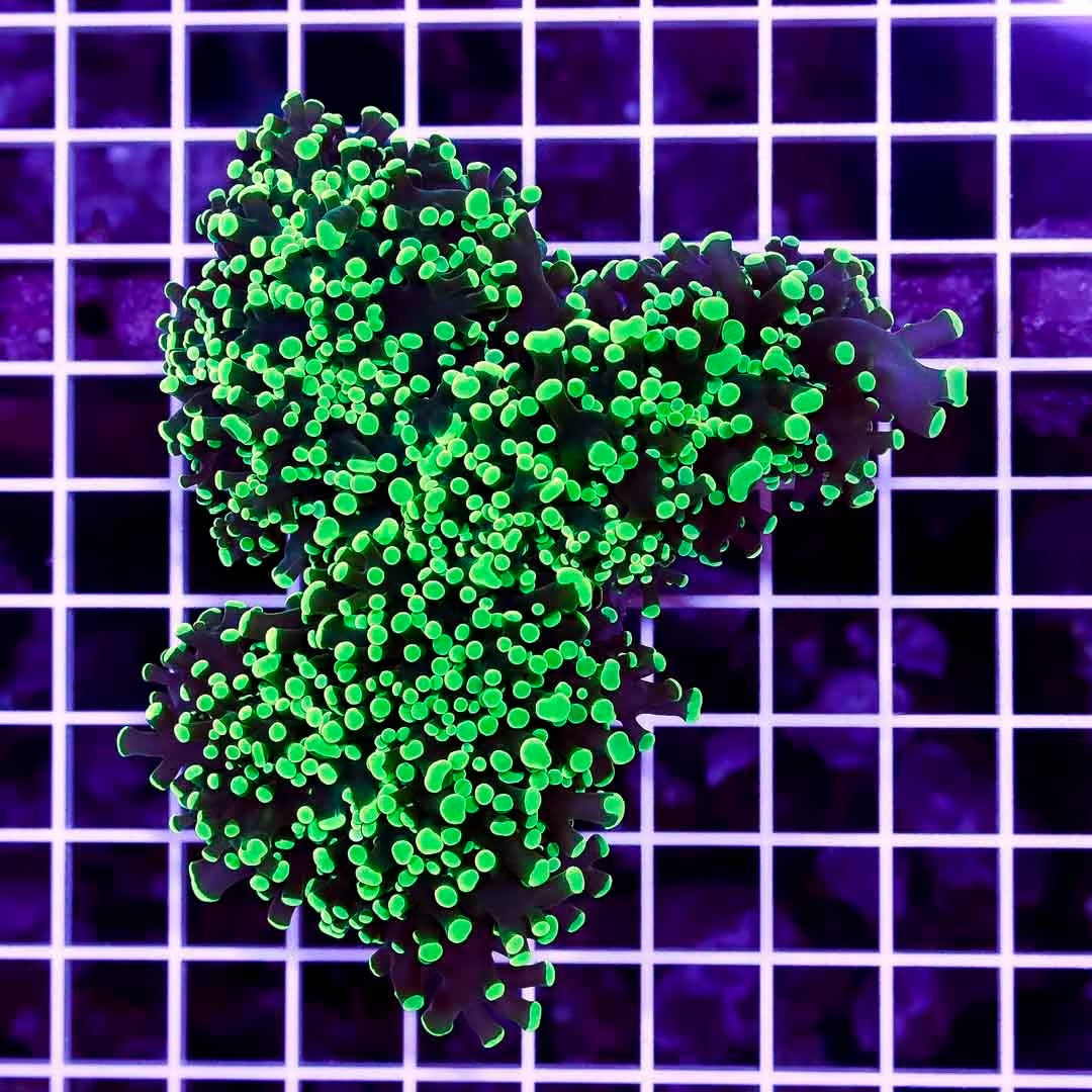 Aussie Neon Tip Army Green Stem Frogspawn Mother Colony ANTAGSFMC022705 WYSIWYG