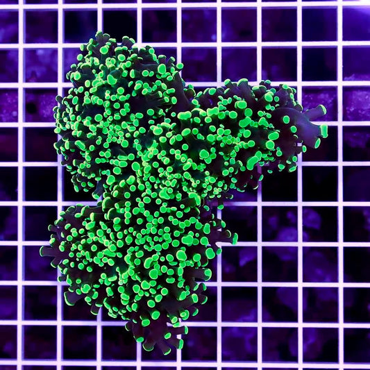 Aussie Neon Tip Army Green Stem Frogspawn Mother Colony ANTAGSFMC022705 WYSIWYG
