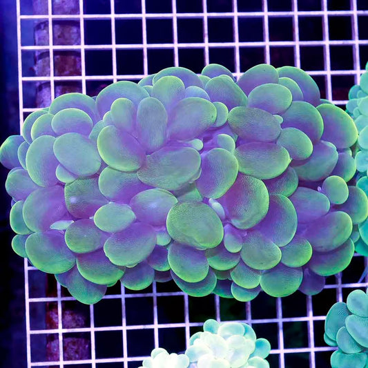 Indo Ultra Bubble Coral Mother Colony IUBCMC031301 WYSIWYG