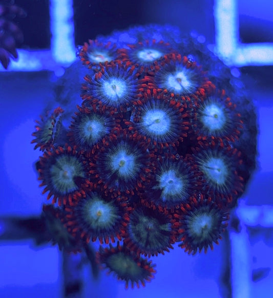 Aquacultured Zoanthids/Playthoa AZP031516 WYSIWYG