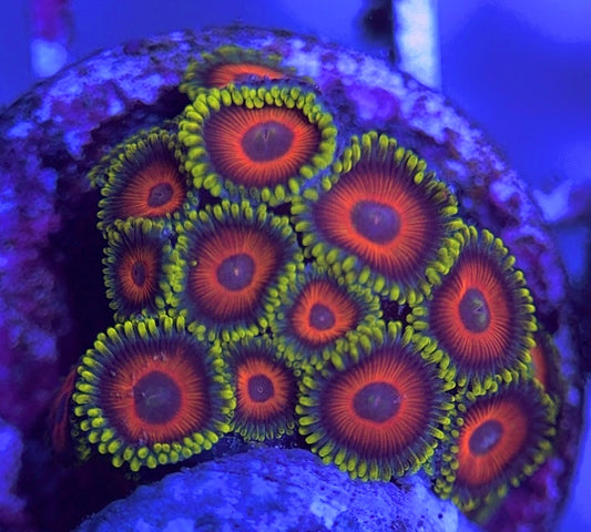 Aquacultured Zoanthids/Playthoa AZP031606 WYSIWYG