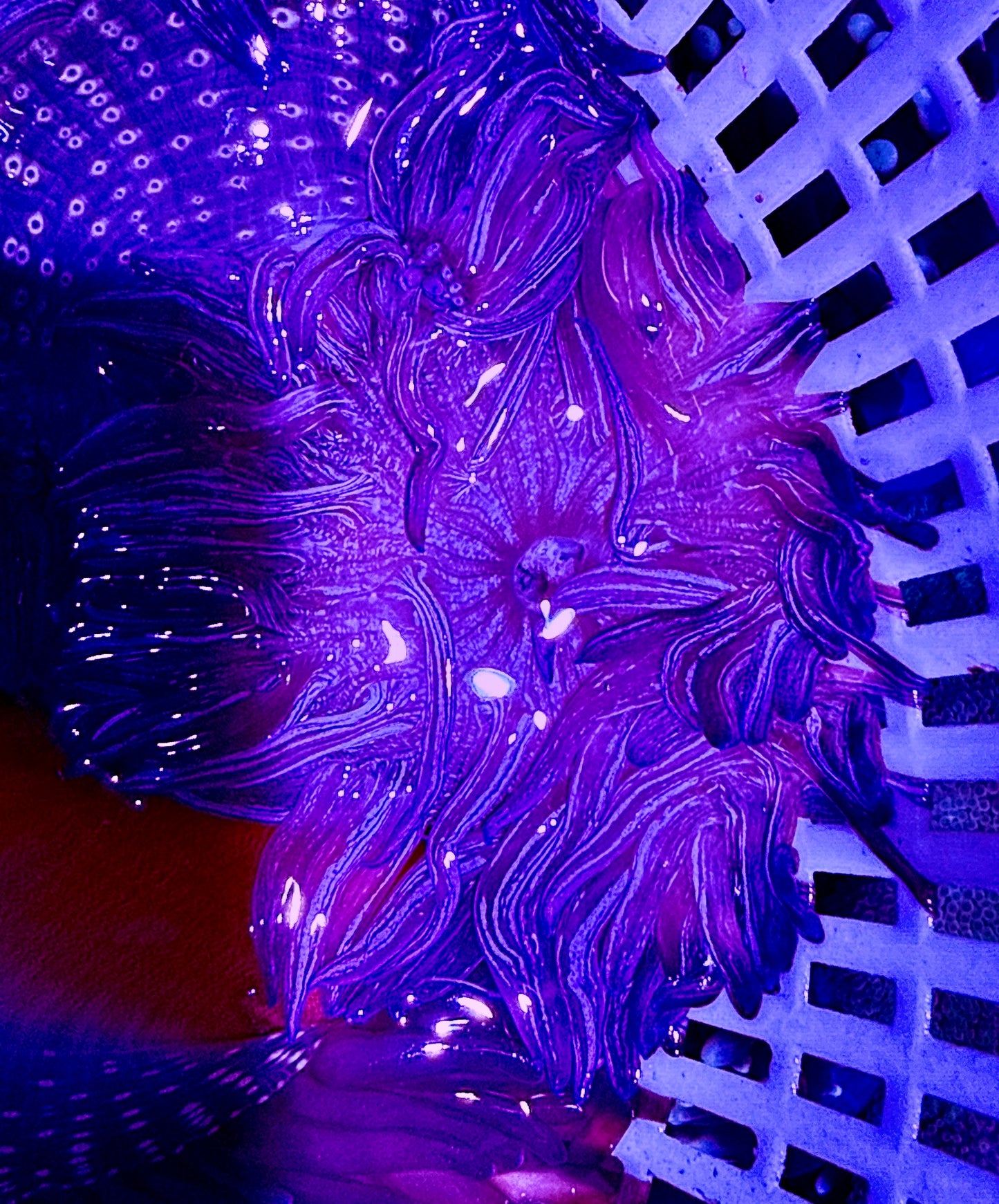 Purple Peppermint Long Tentacle Anemone PPLTA062601 WYSIWYG Size: S 2" to 3"