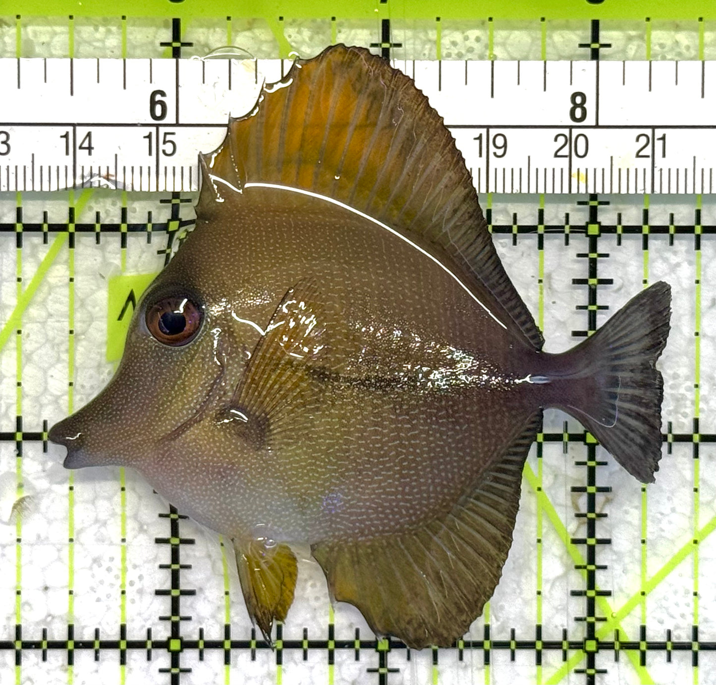 Scopas Tang ST033103 WYSIWYG Size: M 3" approx