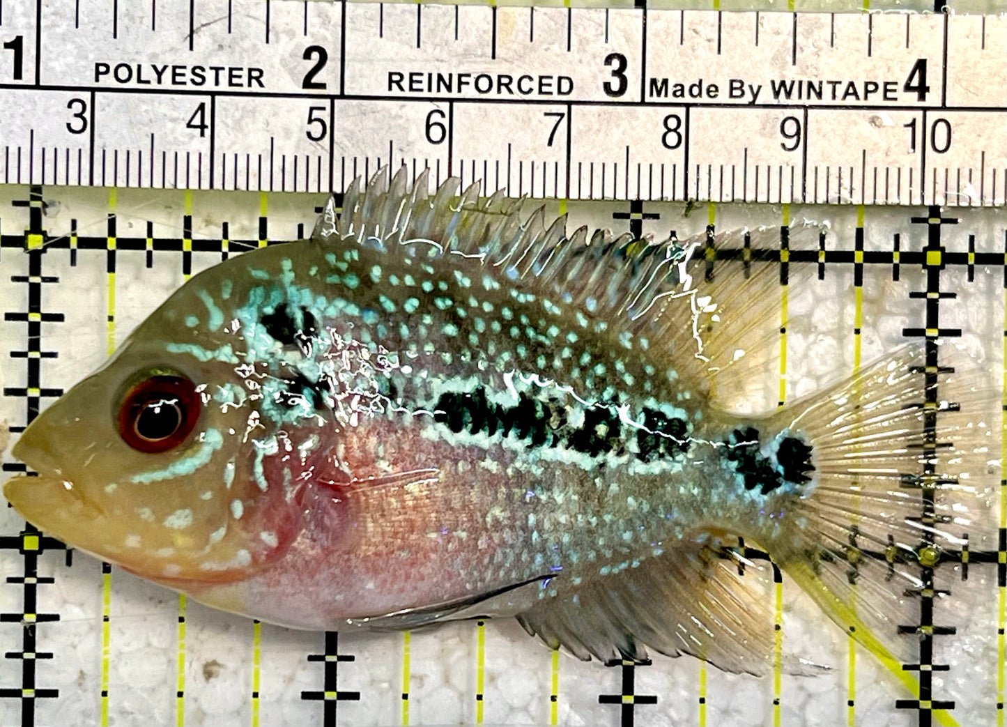 Flowerhorn Cichlid FC12003 WYSIWYG Size: S 3.5" Approx