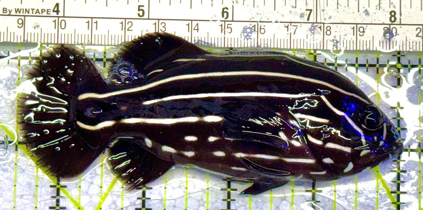 Six-Lined Soapfish SLS032702 WYSIWYG Size: L 4.5" approx