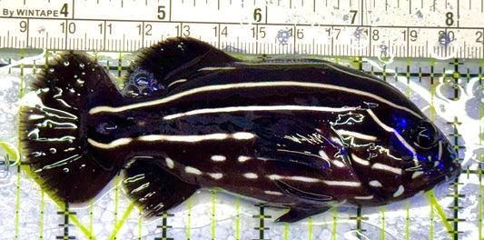 Six-Lined Soapfish SLS032702 WYSIWYG Size: L 4.5" approx