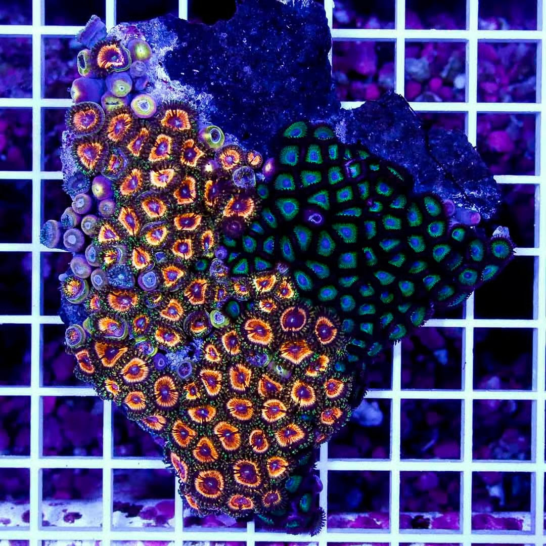 Ultra Aussie Big Pink Gold/Emerald Blue Palythoa Mother Colony UABPGEBPMC022706 WYSIWYG