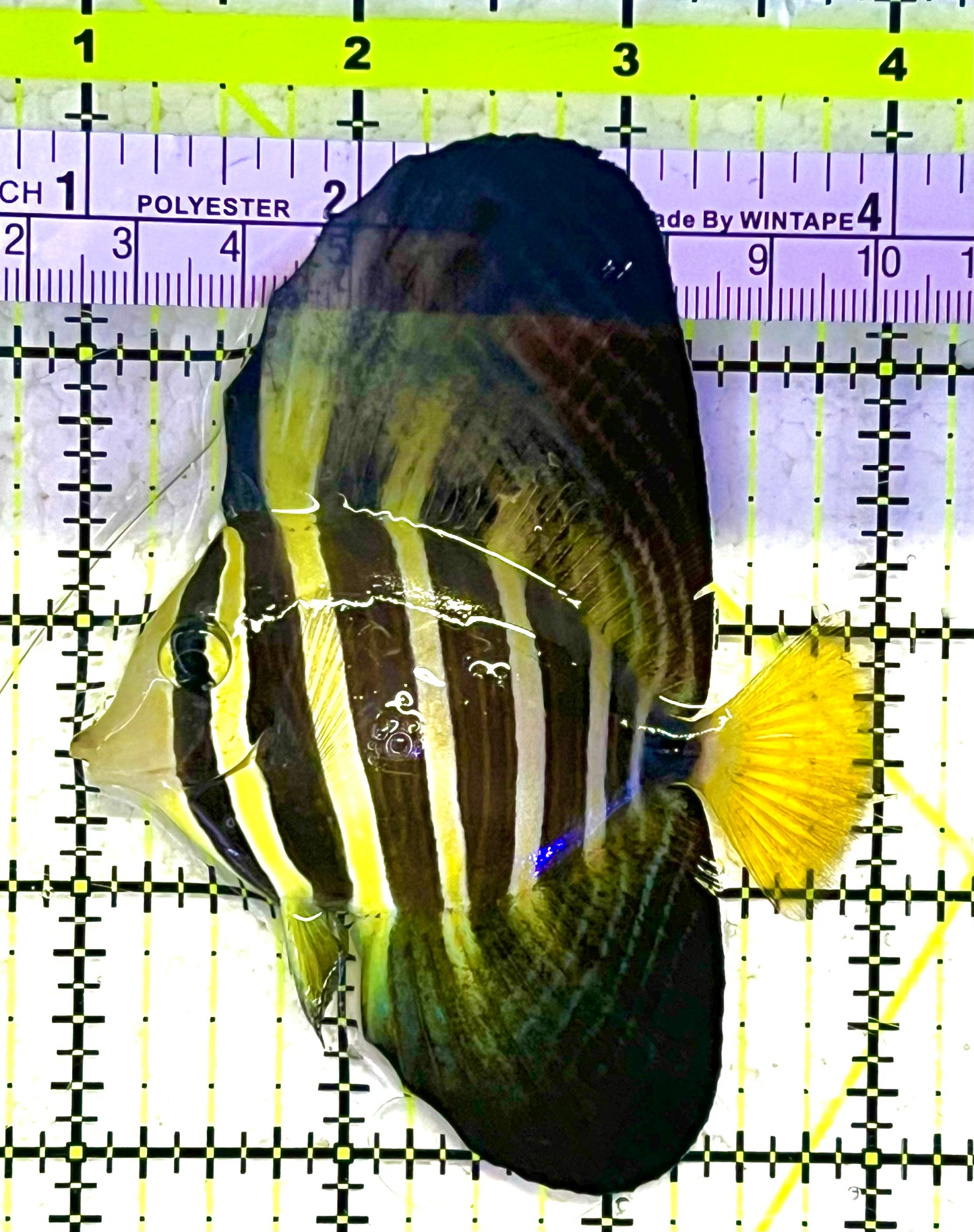 Sailfin Tang ST033101 WYSIWYG Size: M 3" approx