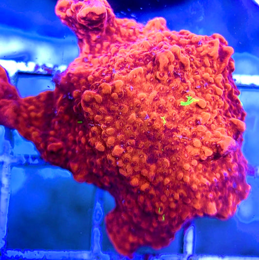 Red and Green Grafted Montipora RGGM042204 WYSIWYG