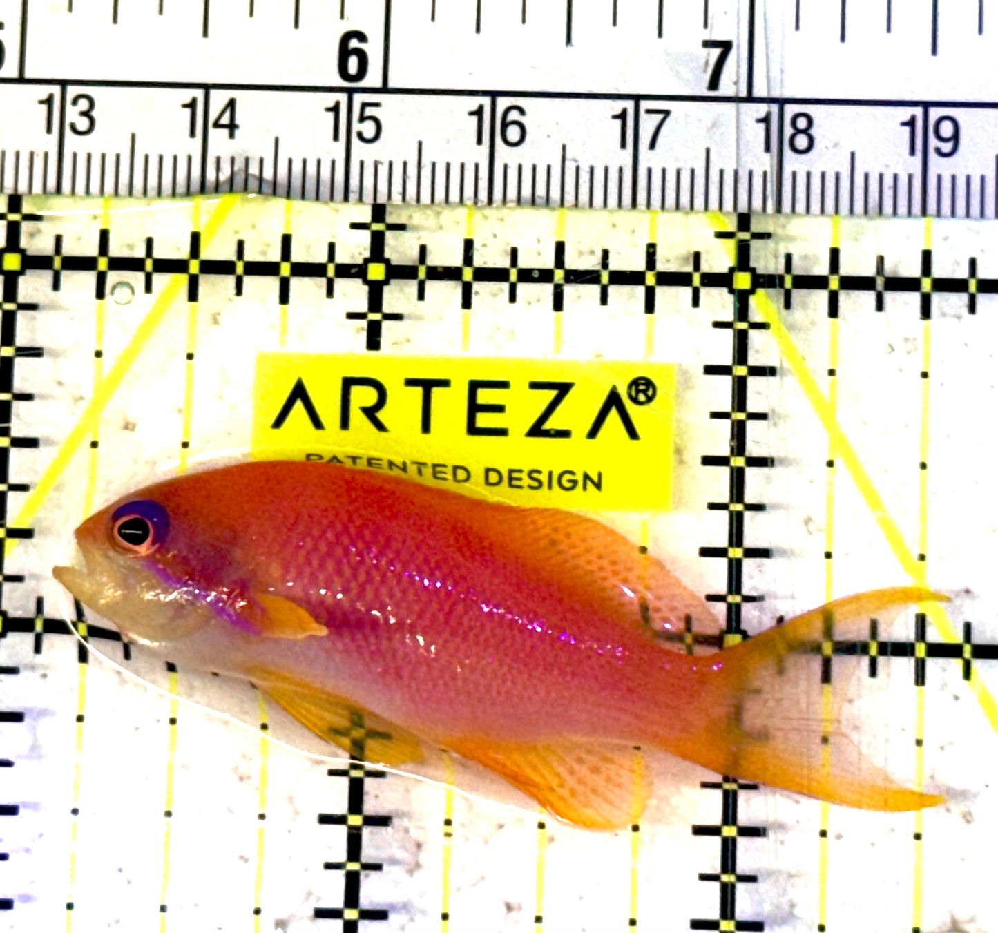 Female Lyretail Anthias (Maldives) FLA031901  WYSIWYG Size: M 2.25" approx