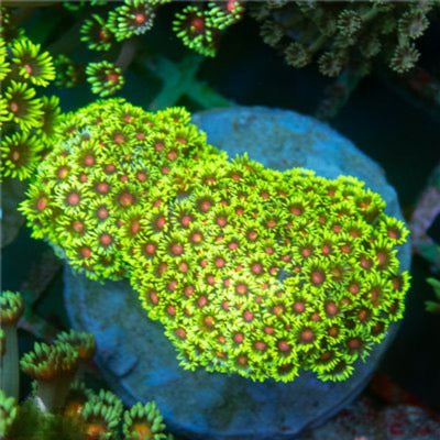 Indo Multicolor Goniopora Mother Colony IMGMC101302 WYSIWYG