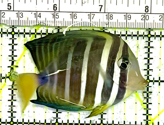 Sailfin Tang ST033103 WYSIWYG Size: M 3" approx