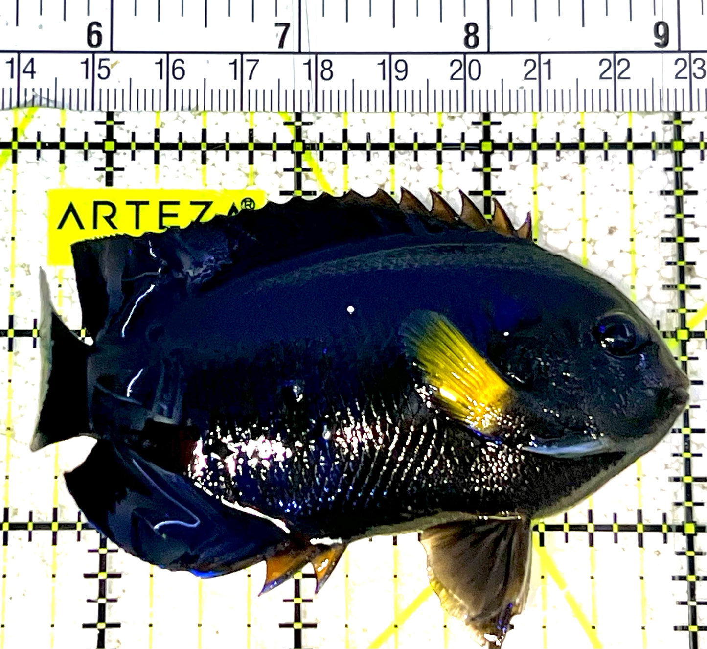 Yellowfin Angelfish (Maldives Special Grade) YA032101 WYSIWYG Size: XL 3.75" approx