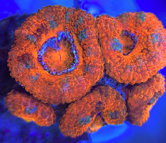 Aussie Acan Lordhowensis AAL031304 WYSIWYG