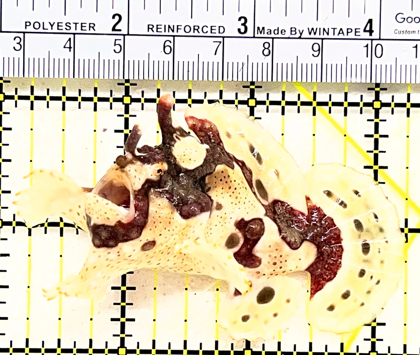 Yellow Pink Warty Angler YPWA062801 WYSIWYG Size: L 3.25" approx