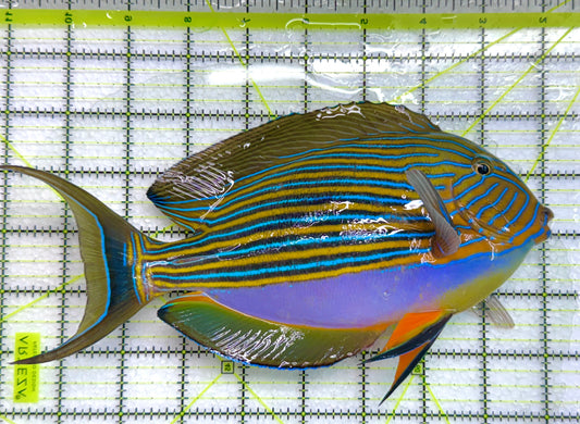 Clown Tang CT040101 WYSIWYG Size: XXXL/Show Above 9" approx