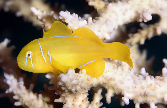 Poison Goby (Maldives) Size: M 1.5" to 2"