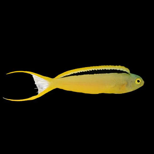 Green Canary Blenny - Violet Aquarium 