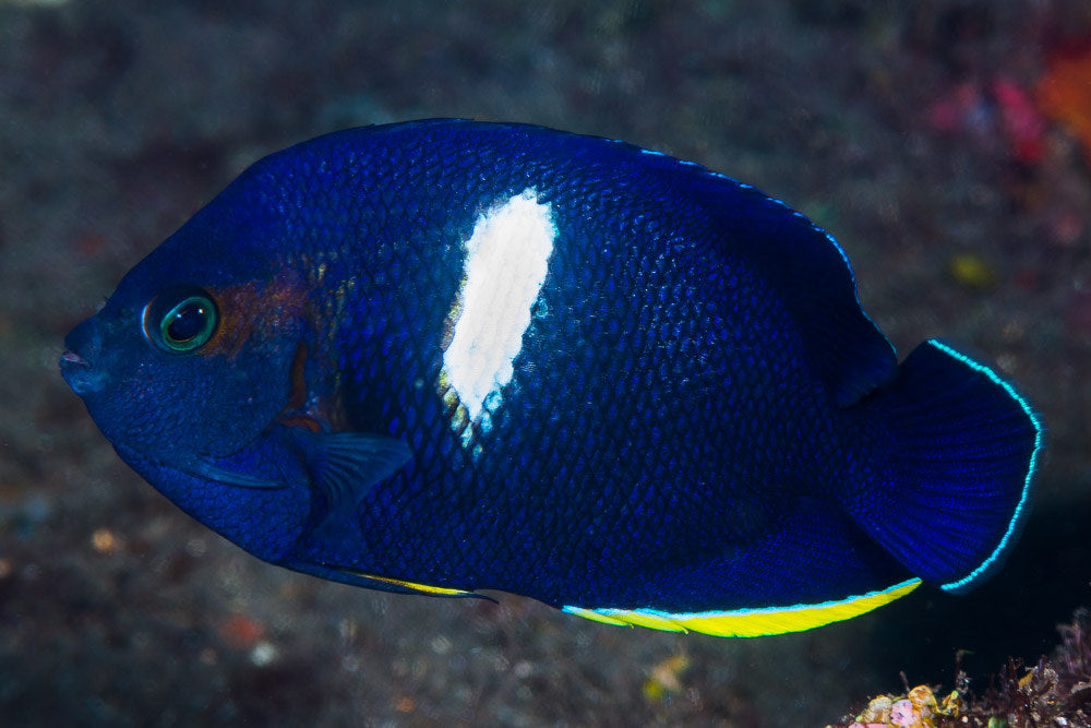 Keyhole Angelfish Size: Tiny 1.5" and Below