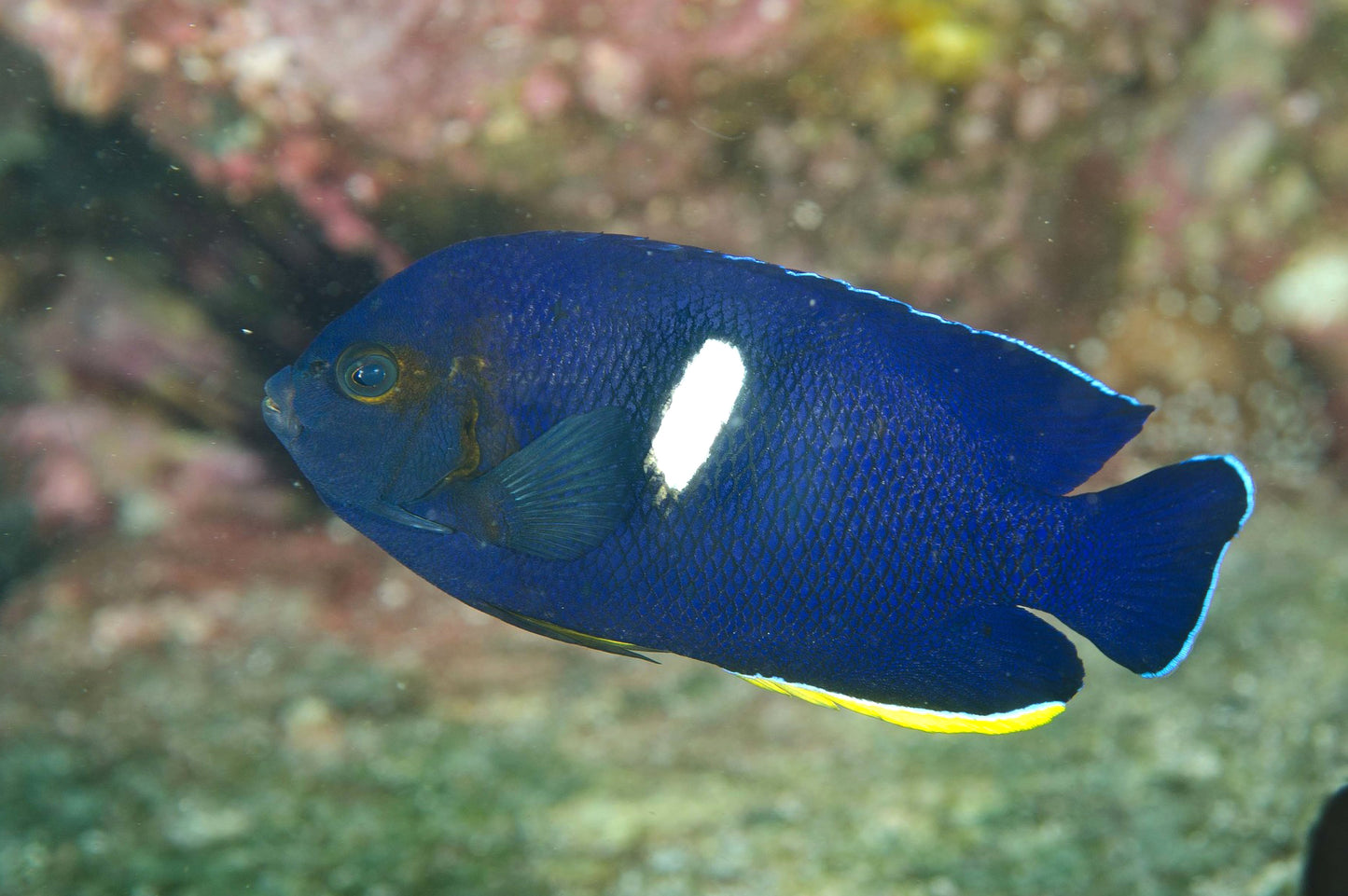Keyhole Angelfish Size: Tiny 1.5" and Below