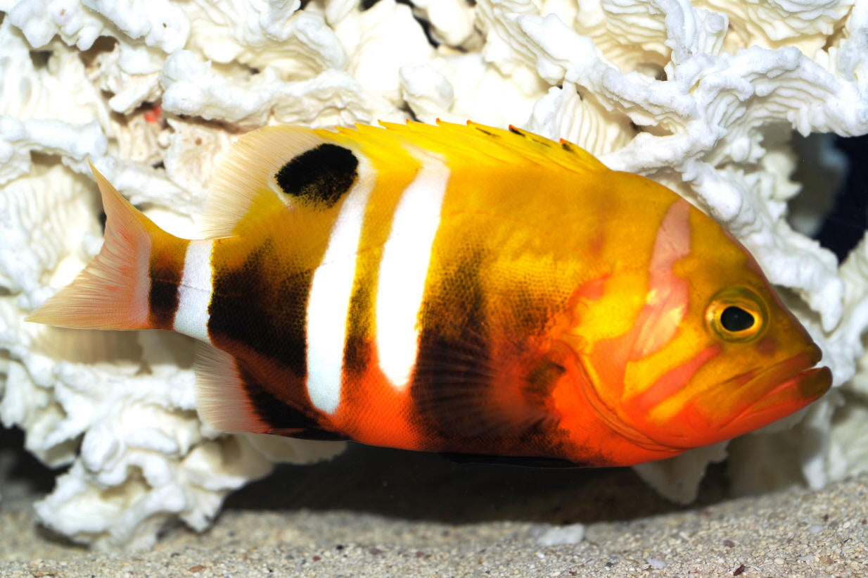 Neptune Grouper Size: L 6" to 8" Approx Preorder and we will get it in a week